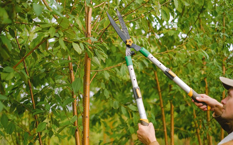 Tree trimming in Banning, CA
